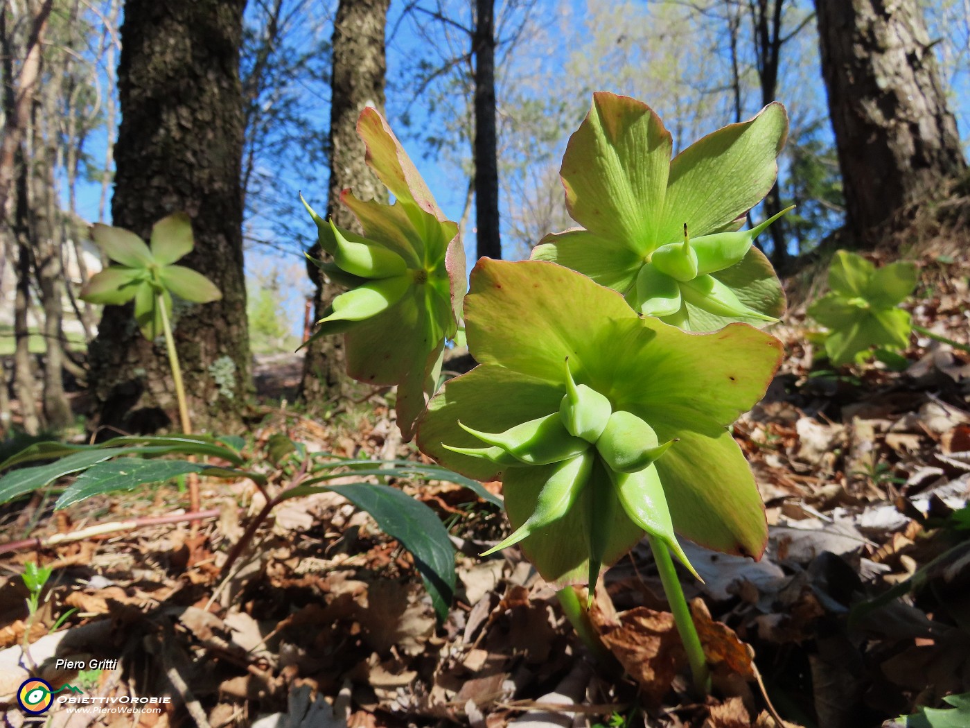 38 Helleborus viridis (Elleboro verde).JPG